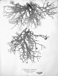 Evernia prunastri image